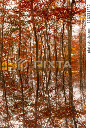 Autumn leaves reflecting on glass 118331752