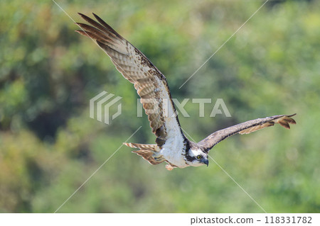 Osprey hunting for prey 118331782