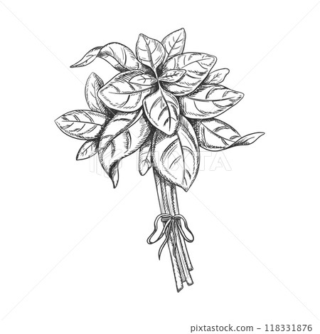 Vector illustration with a bunch of fresh basil leaves. Garden organic green harvest, eco-friendly vegetables and spices. Hand drawn illustration in line art in black ink on isolated background Vector illustration with a bunch of fresh basil leaves. Garden organic green harvest, eco-friendly vegetables and spices. Hand drawn illustration in line art in black ink on isolated background 118331876