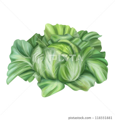 Autumn harvest of cabbage with green leaves. Fresh farm vegetables, healthy food, vegetarianism. Garden plants, agriculture. Isolated digital illustration. Element of design of printing, packaging 118331881