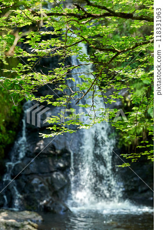 forest Waterfall in west of Ieland 118331963