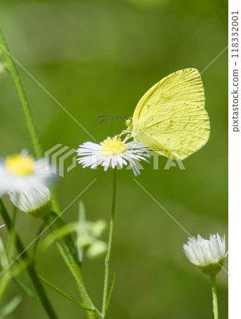 Monkecho sucking Haldion's nectar Monkecho sucking Haldion's nectar 118332001