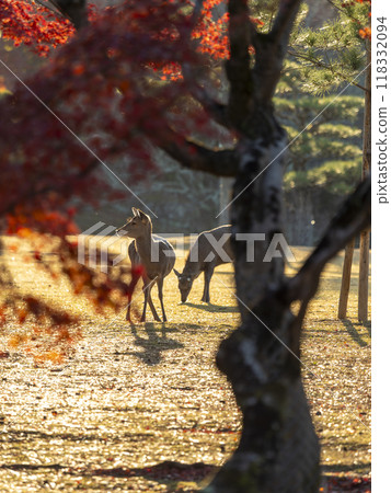 Deer and autumn leaves in Nara Park 118332094