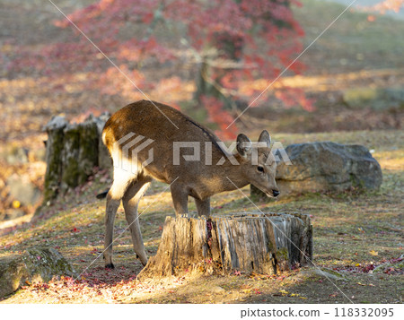 Deer and autumn leaves in Nara Park 118332095