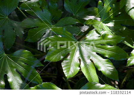 Fatsia thriving in the shade Fatsia thriving in the shade 118332114
