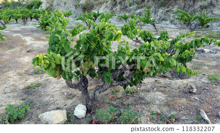 Close up look at vibrant grapevines thriving in a vineyard during early summer, showcasing their green leaves and surrounding dry ground. 118332207
