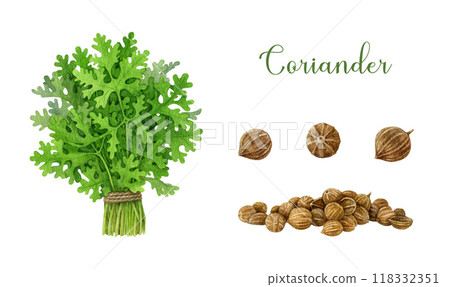 Coriander fresh herb bunch, dry seeds pile painted illustration set. Hand drawn fresh cilantro plant, whole dry seeds for cooking and seasoning. Coriander herb spice, condiment on white background Coriander fresh herb bunch, dry seeds pile painted illustration set. Hand drawn fresh cilantro plant, whole dry seeds for cooking and seasoning. Coriander herb spice, condiment on white background 118332351