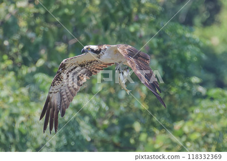Osprey flying with two fish in hand 118332369