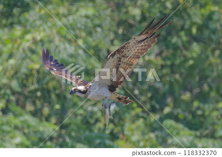 魚鷹捕捉鯔魚 118332370