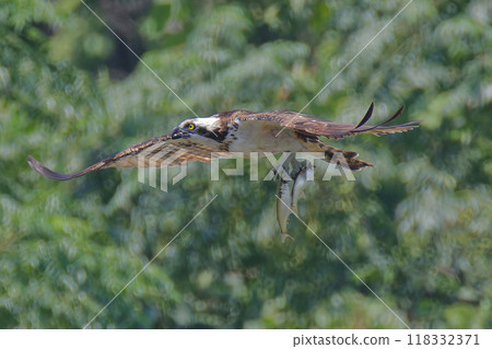 魚鷹抓到兩條鯔魚 魚鷹抓到兩條鯔魚 118332371