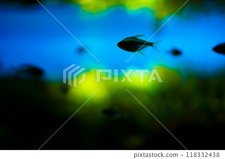 Yellow gradation of fish school Yellow gradation of fish school 118332438