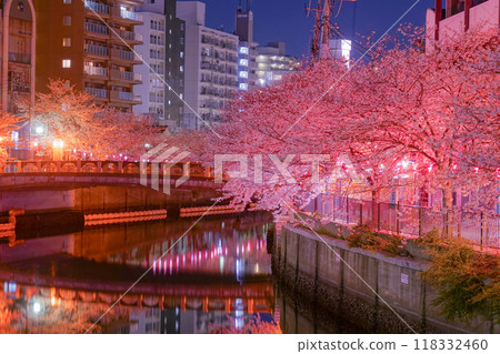 Night cherry blossoms on the Ooka River Provenade Night cherry blossoms on the Ooka River Provenade 118332460