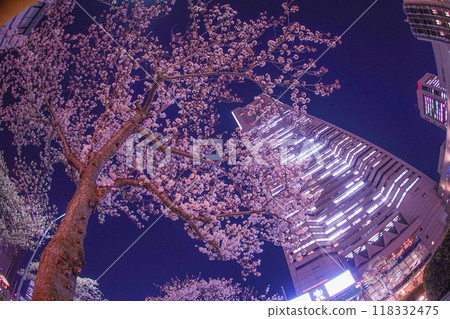橫濱Minatomirai夜櫻花和橫濱地標塔 118332475