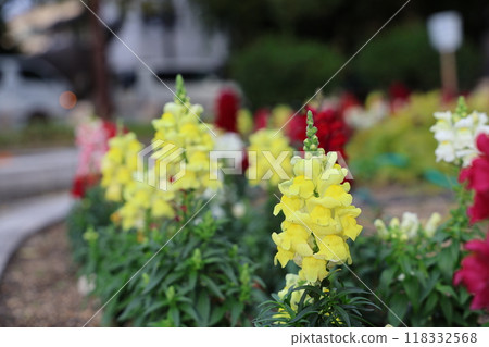 Yellow flower 118332568