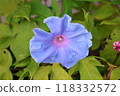 Purple flower 118332572