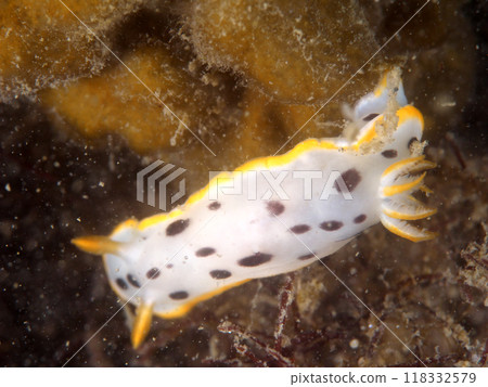 A sea slug with black spots 118332579