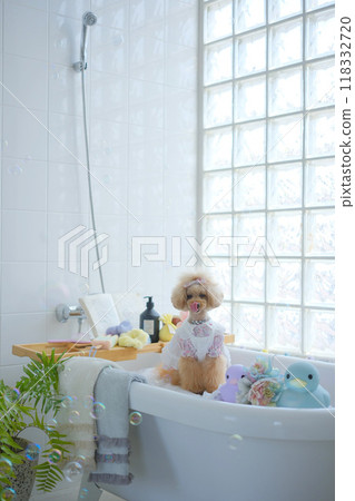 Bath, soap bubbles and toy poodle 118332720
