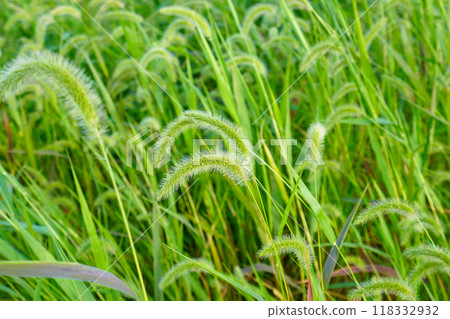 Setaria viridis Setaria viridis 118332932