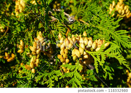 Young fruit of Ooi hiba 118332980