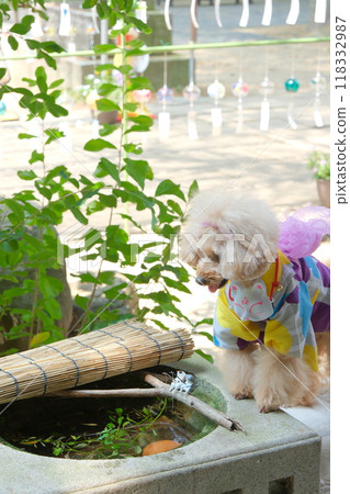 Toy poodle walking at the shrine 118332987