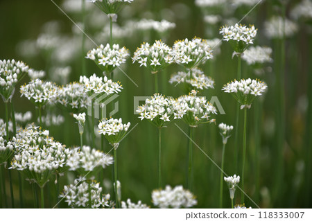 純白色的香蔥花 純白色的香蔥花 118333007