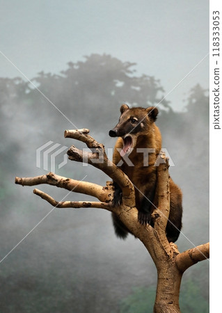A red coati with its mouth open on a tree 118333053
