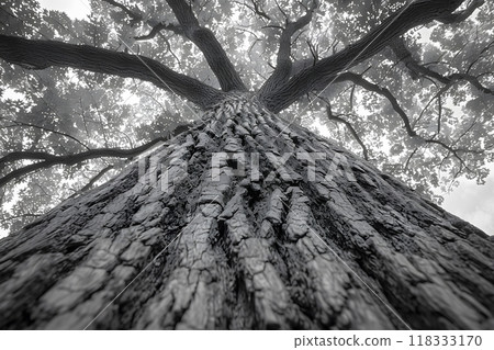 Majestic Old Oak Tree Trunk in Monochrome - Elevated Perspective View for Nature Art Prints Generative AI 118333170