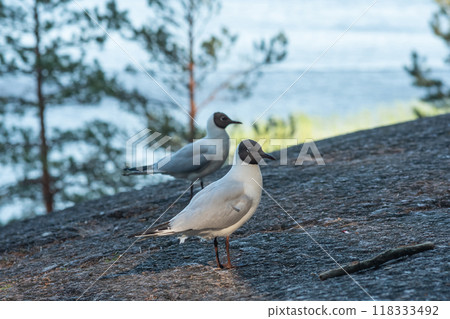 Black-headed gull on rocky lake bank 118333492