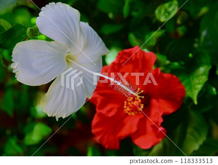 Hibiscus enjoying the scorching heat in the garden. 118333513