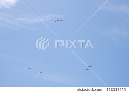 Birds flying in the blue sky (Ogasawara) Birds flying in the blue sky (Ogasawara) 118333653