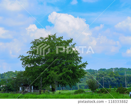 Early summer blue sky and big tree 118333882