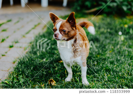 Little dog, Chihuahua, playing happily in the grass. Small and cute animals. Little dog, Chihuahua, playing happily in the grass. Small and cute animals. 118333999