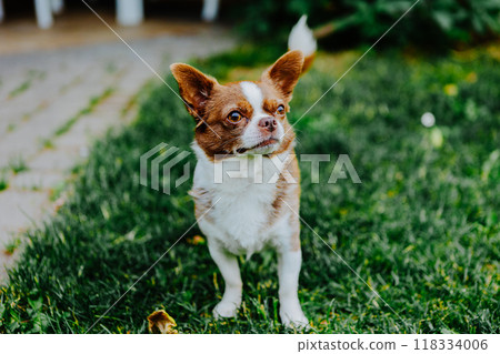 Little dog, Chihuahua, playing happily in the grass. Small and cute animals. 118334006
