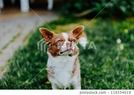 Little dog, Chihuahua, playing happily in the grass. Small and cute animals. Little dog, Chihuahua, playing happily in the grass. Small and cute animals. 118334019