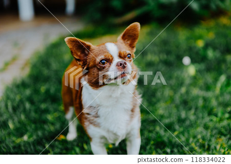 Little dog, Chihuahua, playing happily in the grass. Small and cute animals. Little dog, Chihuahua, playing happily in the grass. Small and cute animals. 118334022