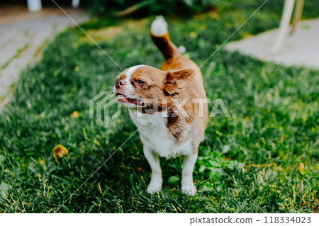 Little dog, Chihuahua, playing happily in the grass. Small and cute animals. Little dog, Chihuahua, playing happily in the grass. Small and cute animals. 118334023
