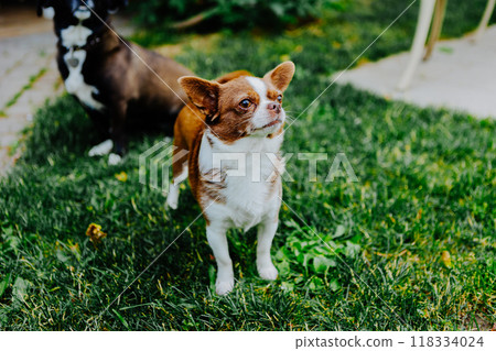 Little dog, Chihuahua, playing happily in the grass. Small and cute animals. 118334024