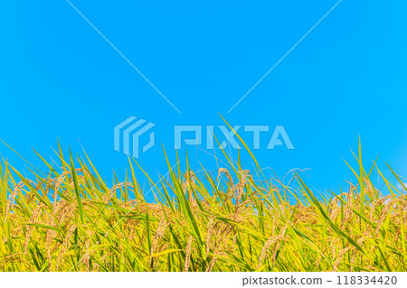 Golden ears of rice ready for harvest 118334420