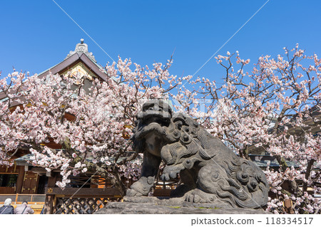 東京都文京區湯島天神境內風景 118334517