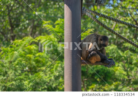 Geoffroy's spider monkey drooping in the extreme heat [Chausuyama Zoo] 118334534