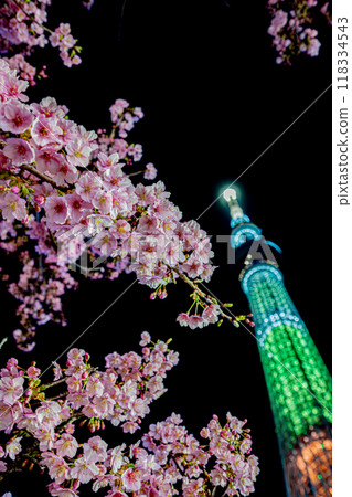 天空樹腳下的河津櫻花 118334543