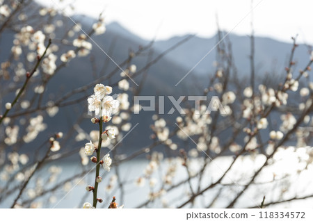 奧多摩湖畔盛開的梅花 118334572