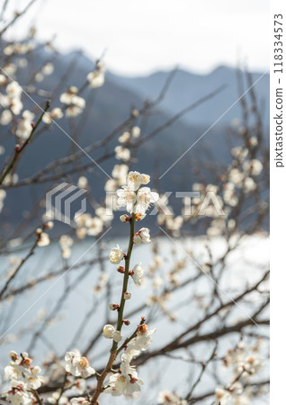 奧多摩湖畔盛開的梅花 118334573