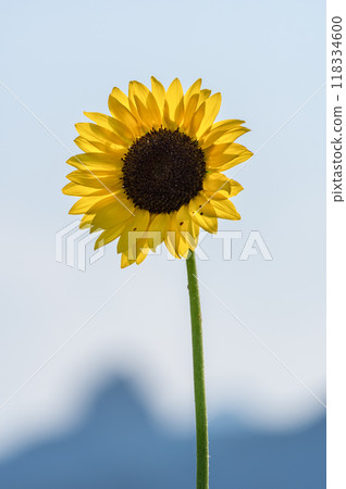 夏日蔚藍天空下盛開的向日葵 夏日蔚藍天空下盛開的向日葵 118334600