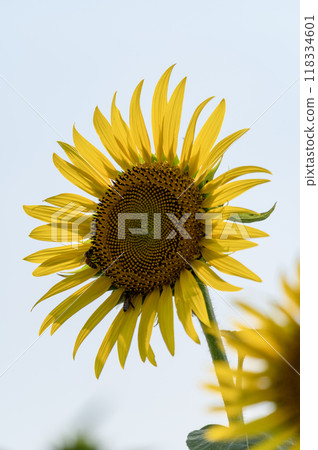 夏日蔚藍天空下盛開的向日葵 夏日蔚藍天空下盛開的向日葵 118334601