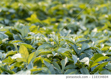 Konnyaku field scenery in the evening Konnyaku field scenery in the evening 118334604
