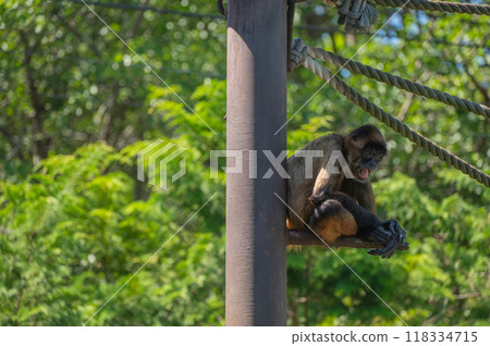 Geoffroy's spider monkey having a tantrum due to the extreme heat [Chausuyama Zoo] 118334715