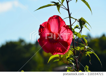 紅色泰坦比卡蘇 118334721