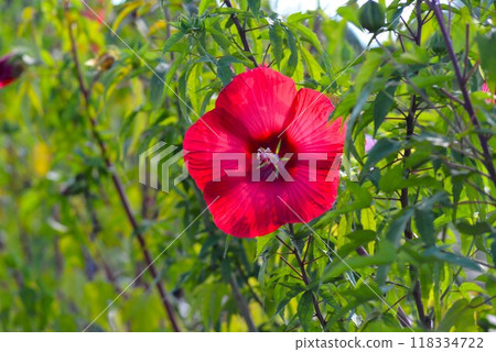 紅色泰坦比卡蘇 紅色泰坦比卡蘇 118334722