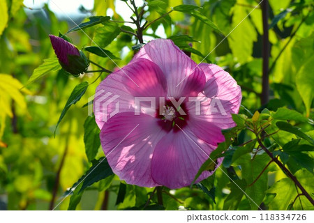 夏日陽光下盛開的提坦比卡花 夏日陽光下盛開的提坦比卡花 118334726